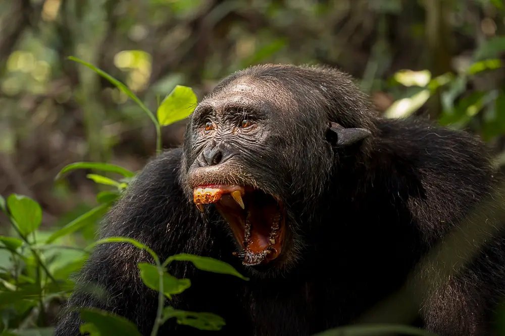 Call<p>&copy; Benoît Rondelet</p>