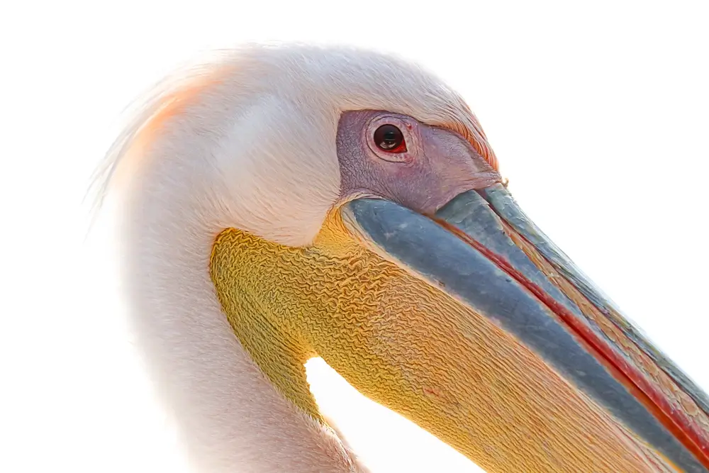 Colors<p>&copy; Benoît Rondelet</p>