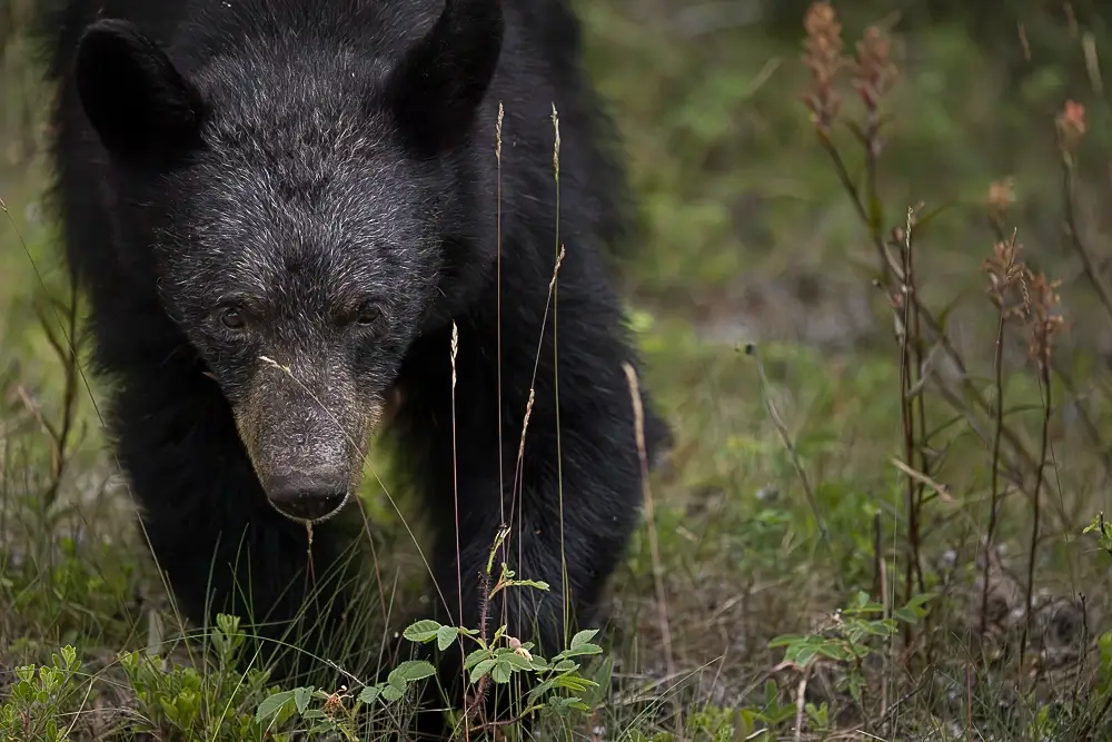 Determination<p>&copy; Benoît Rondelet</p>