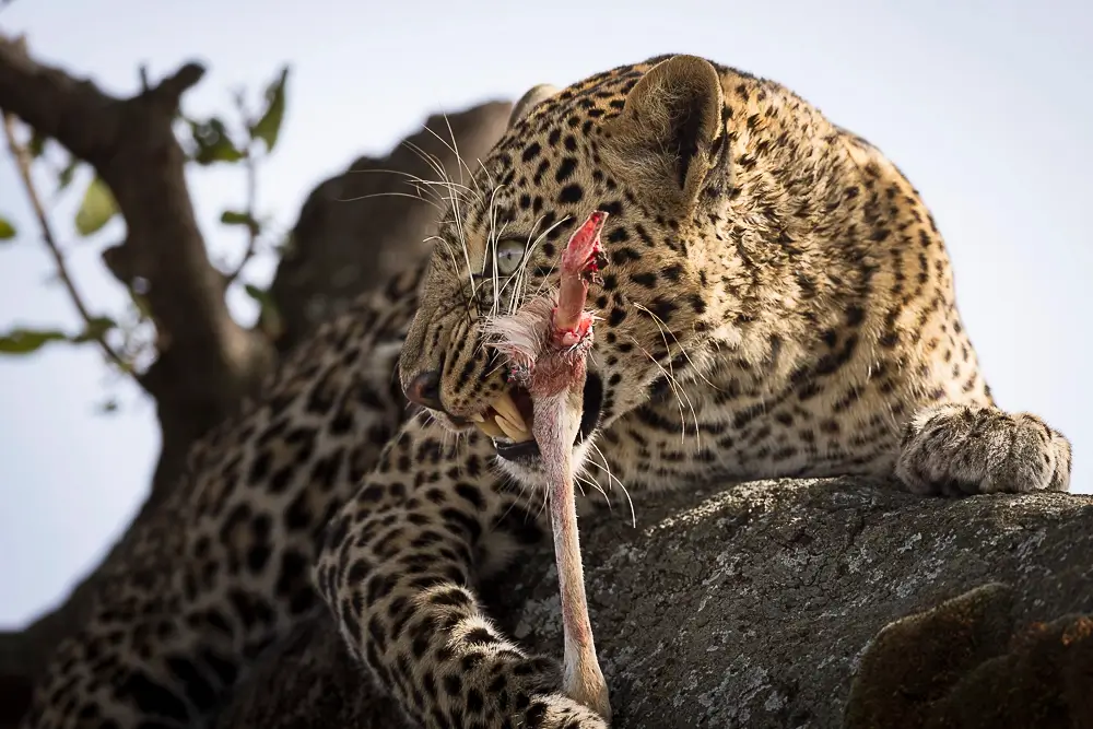 Fierce Meal<p>&copy; Benoît Rondelet</p>