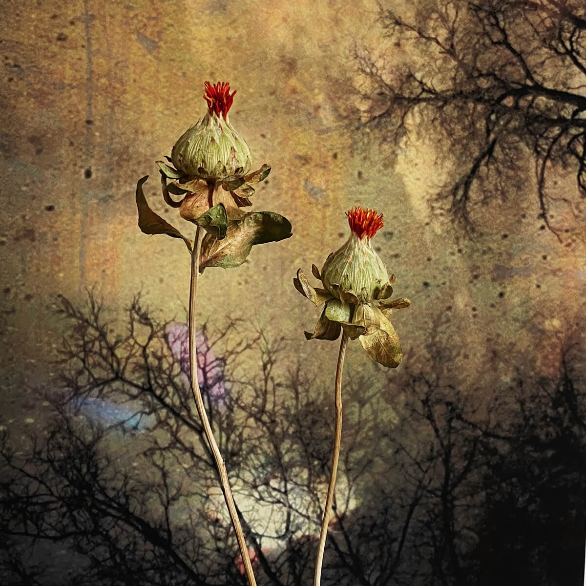 <p>© Maureen Ruddy Burkhart</p>