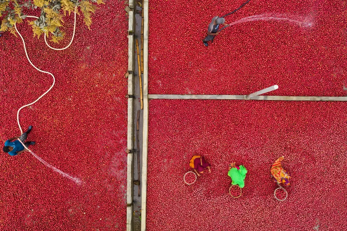 Shorting And Cleaning Potatoes<p>&copy; MD Tanveer Rohan</p>