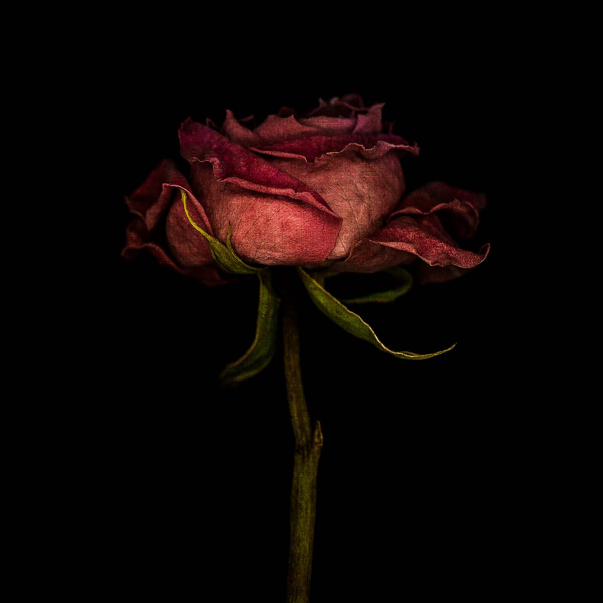 Botanical<p>© Pat Rose</p>