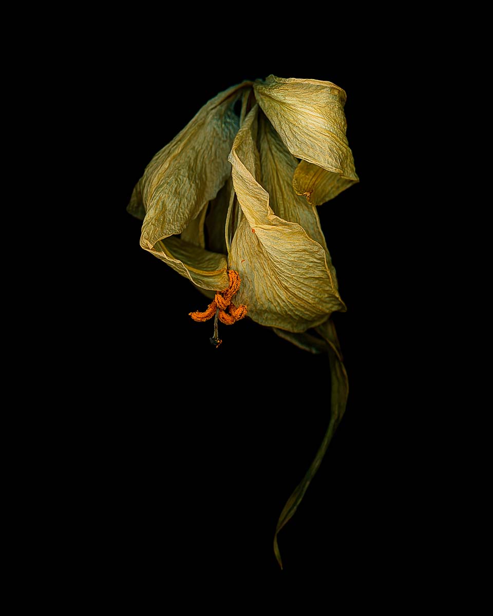 Botanical<p>© Pat Rose</p>