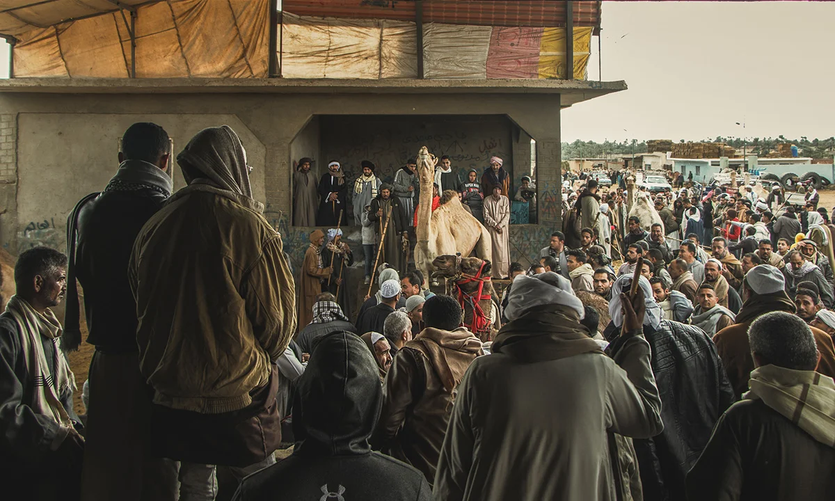 <p>© Shams Radwan</p>