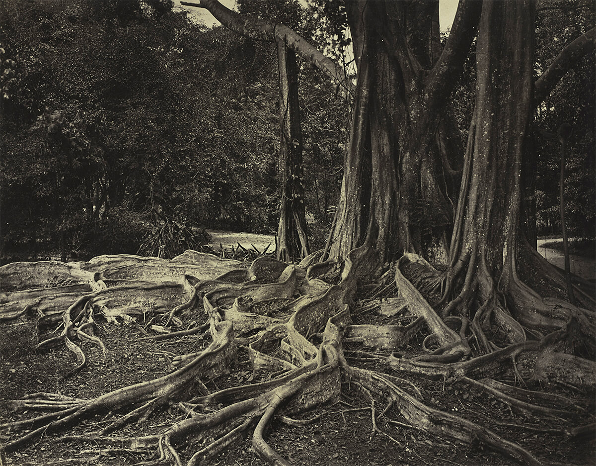 Rubber Tree, Assam, India (Ficus Elastica),	c.1880s - John L. Severance Fund<p>© Charles Scowen</p>