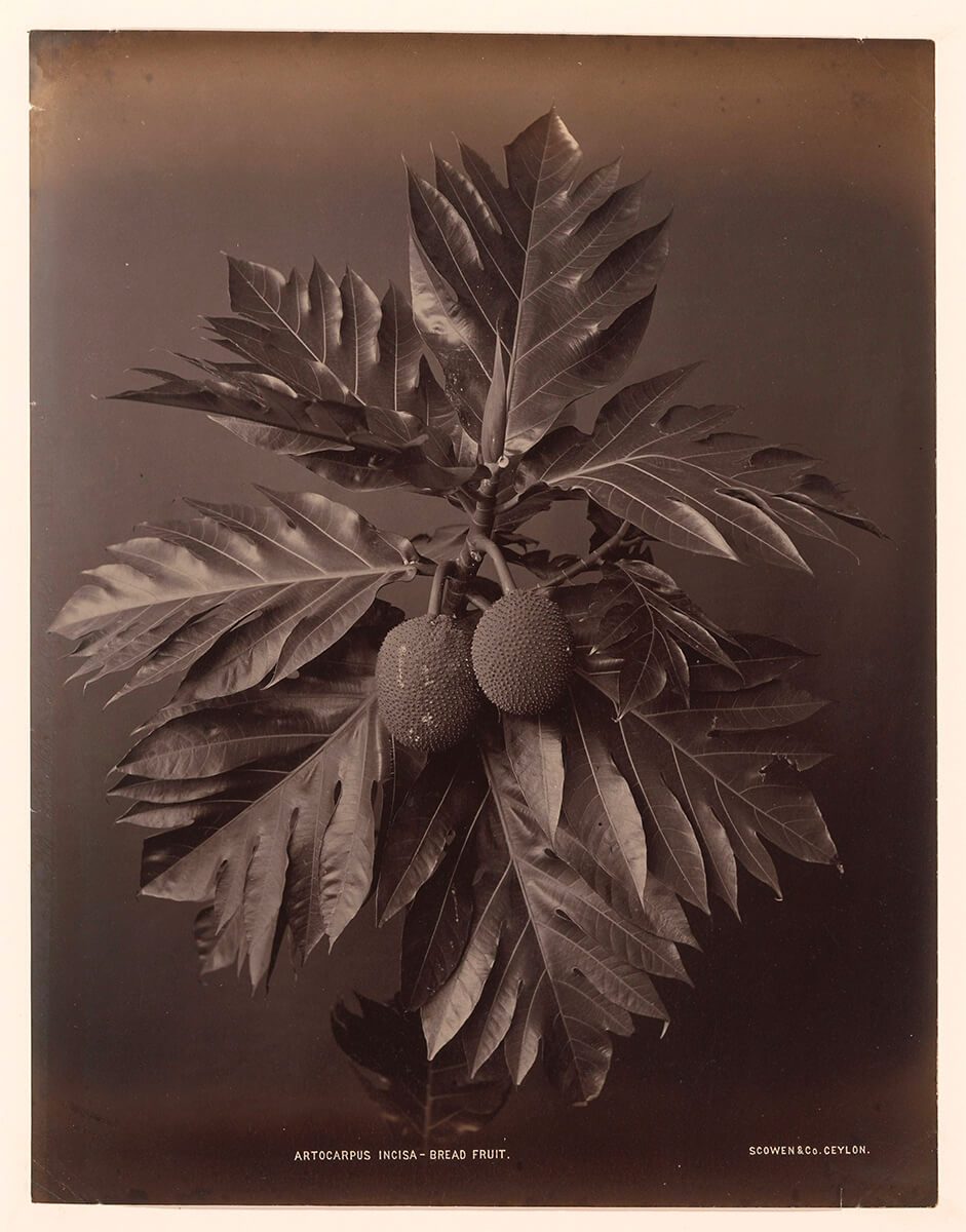 Artocarpus Incisa - Bread Fruit, ca. 1875 - ca. 1880<p>© Charles Scowen</p>