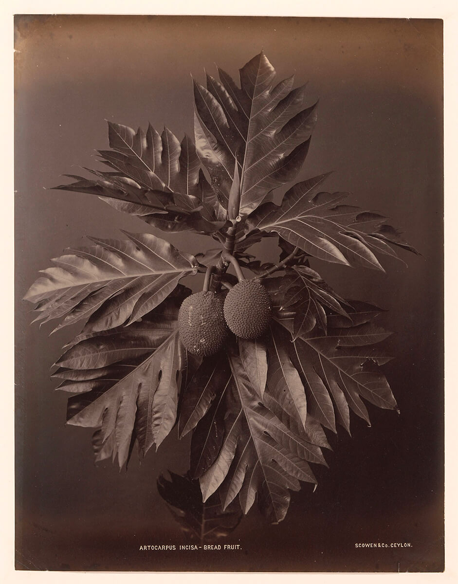 Artocarpus Incisa - Bread Fruit, ca. 1875 - ca. 1880<p>© Charles Scowen</p>