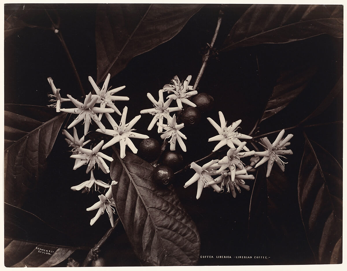 Coffea Liberica - Liberian Coffee, between 1875 and 1880<p>© Charles Scowen</p>