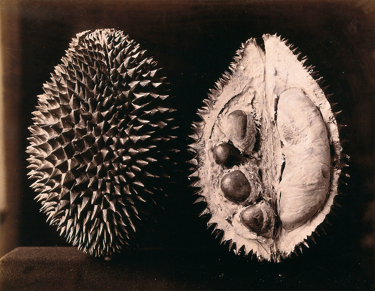 A durian (Durio zibethinus): an entire and sectioned fruit<p>© Charles Scowen</p>