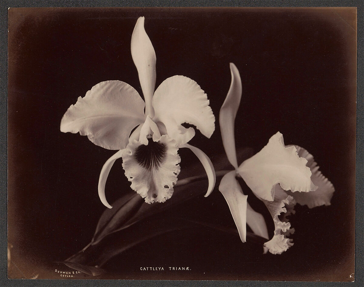 OrchideeCattleya Trianae, ca. 1875 - ca. 1880<p>© Charles Scowen</p>