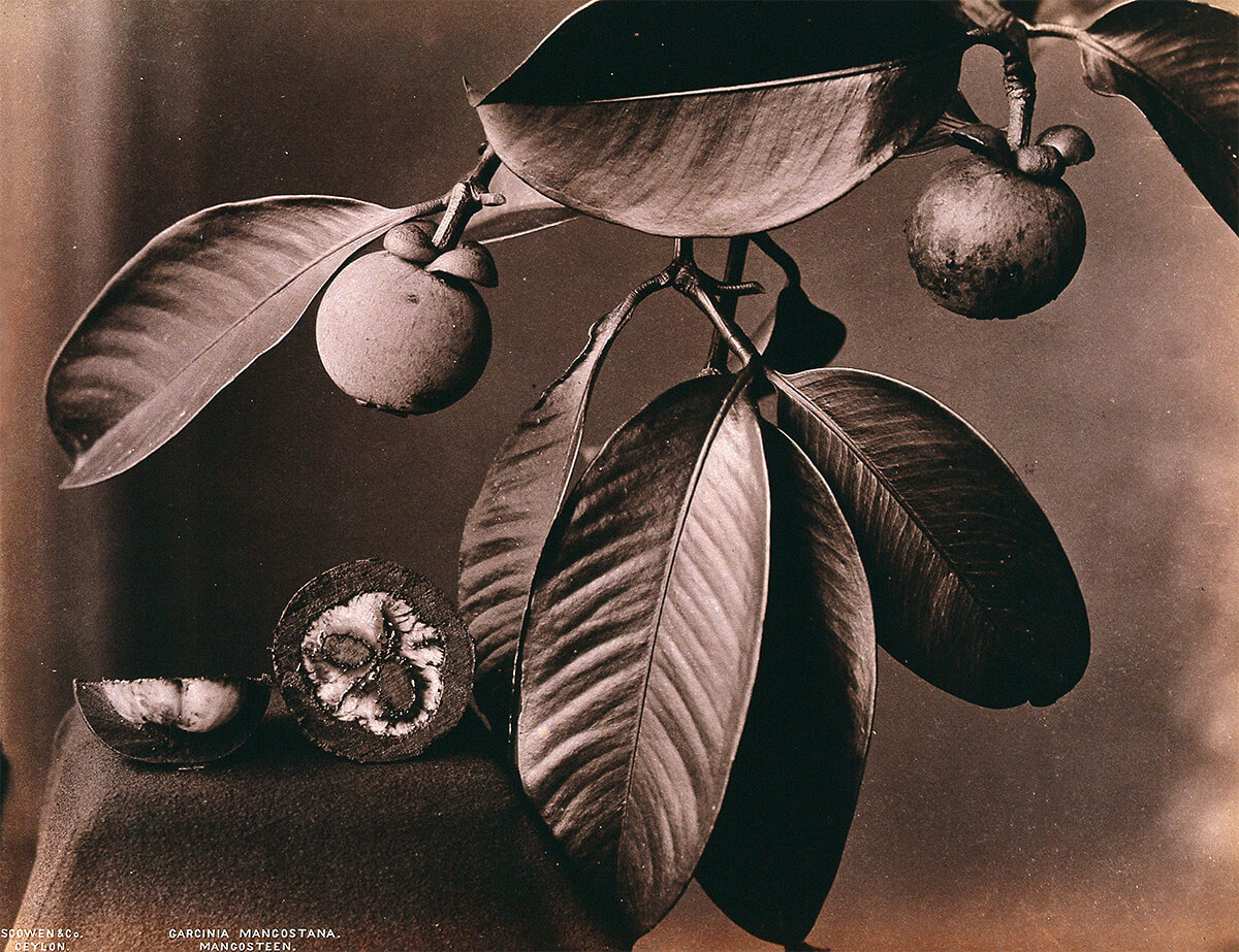 A mangosteen plant (Garcinia mangostana): fruiting branch and halved fruit<p>© Charles Scowen</p>
