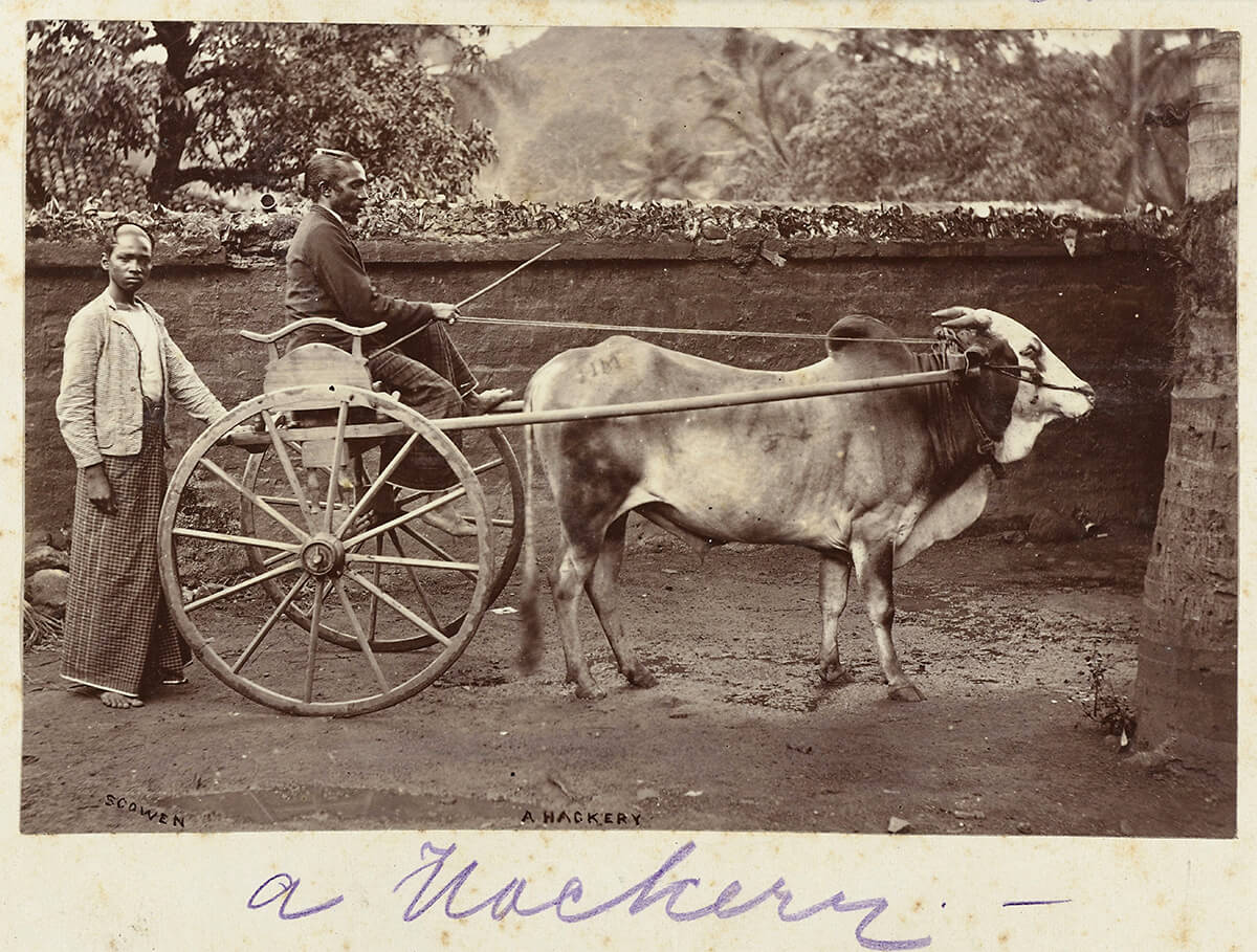Single carriage pulled by a cow, ca. 1890 - ca. 1910 - Donation from the heirs of Mr C.J.J.G. Vosmaer, Leiden<p>© Charles Scowen</p>
