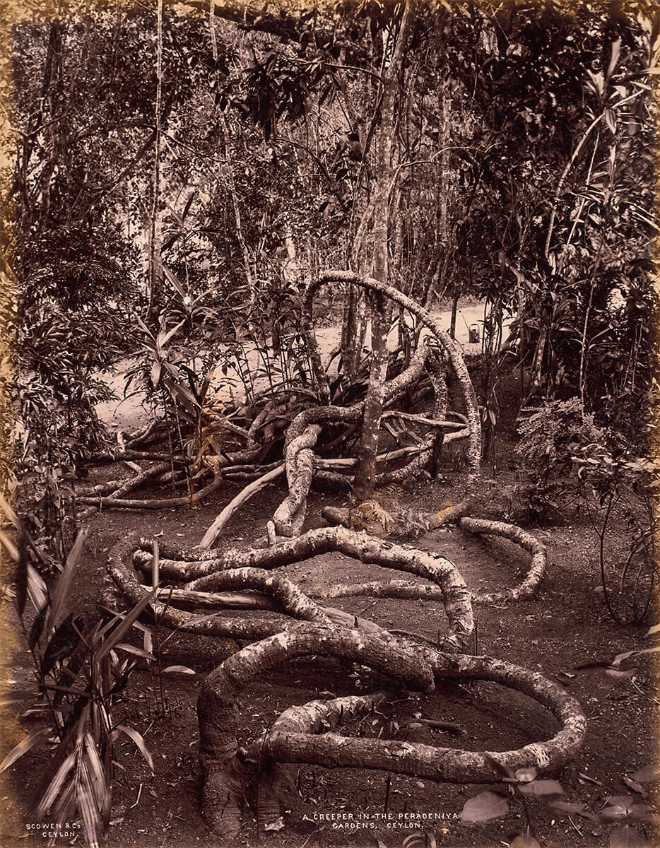 A Creeper in the Peradeniya Gardens, Ceylon, 1875 - Cleveland Museum of Art, Gift of Catherine Glynn Benkaim and Barbara Timmer<p>© Charles Scowen</p>