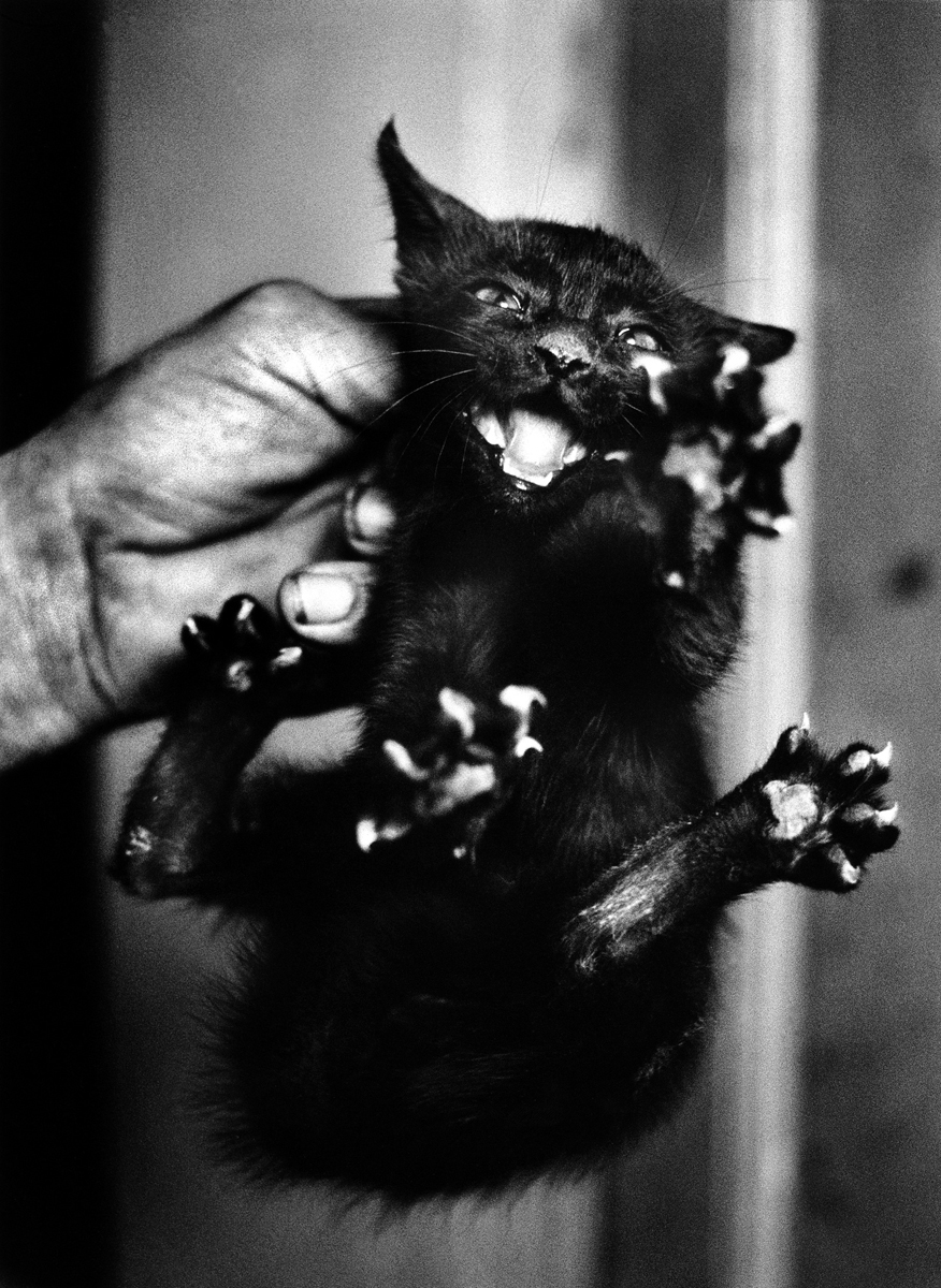Toni´s cat, Fox-Amphoux 1965<p>© Christer Strömholm</p>