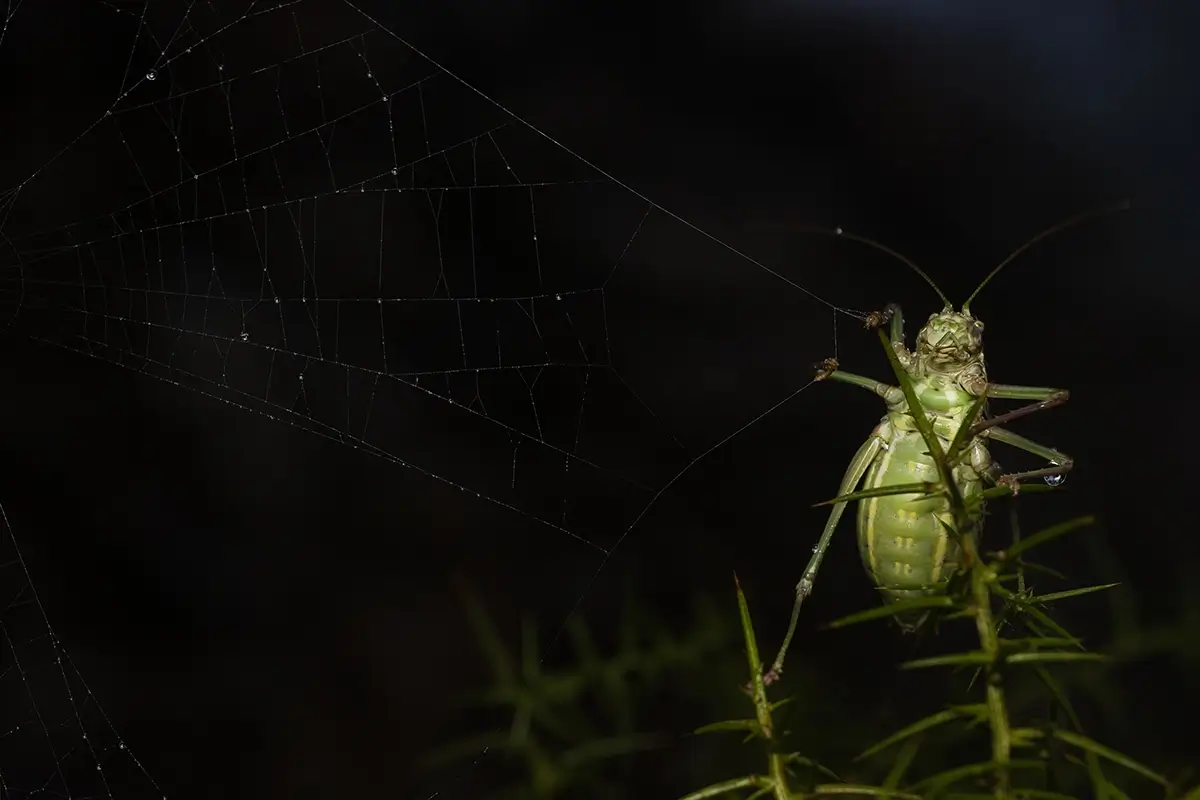 <p>&copy; Eduardo Salvador</p>