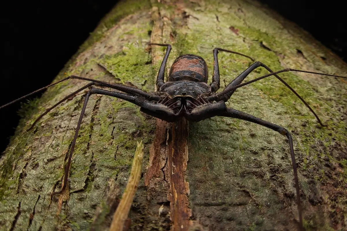 <p>&copy; Eduardo Salvador</p>