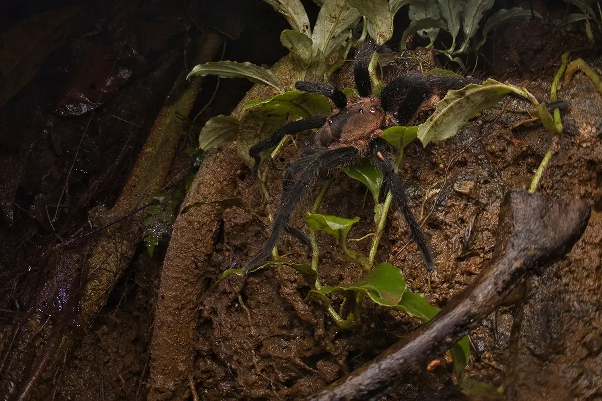 <p>&copy; Eduardo Salvador</p>