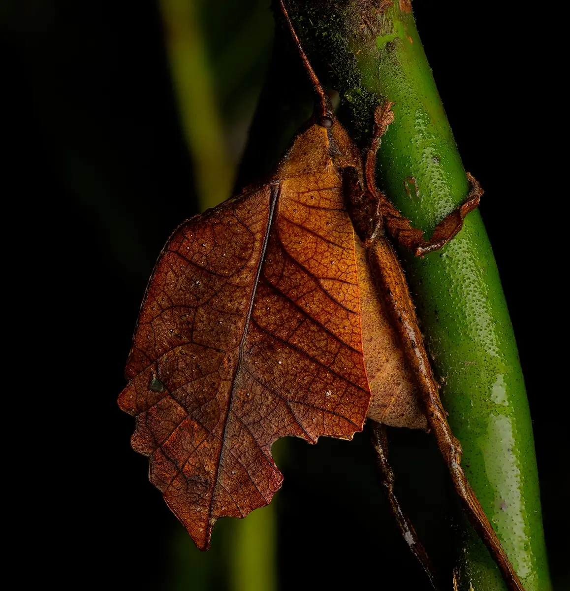 <p>&copy; Eduardo Salvador</p>