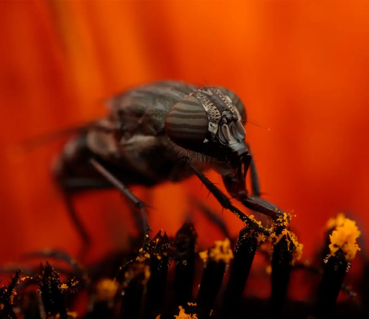 <p>&copy; Eduardo Salvador</p>