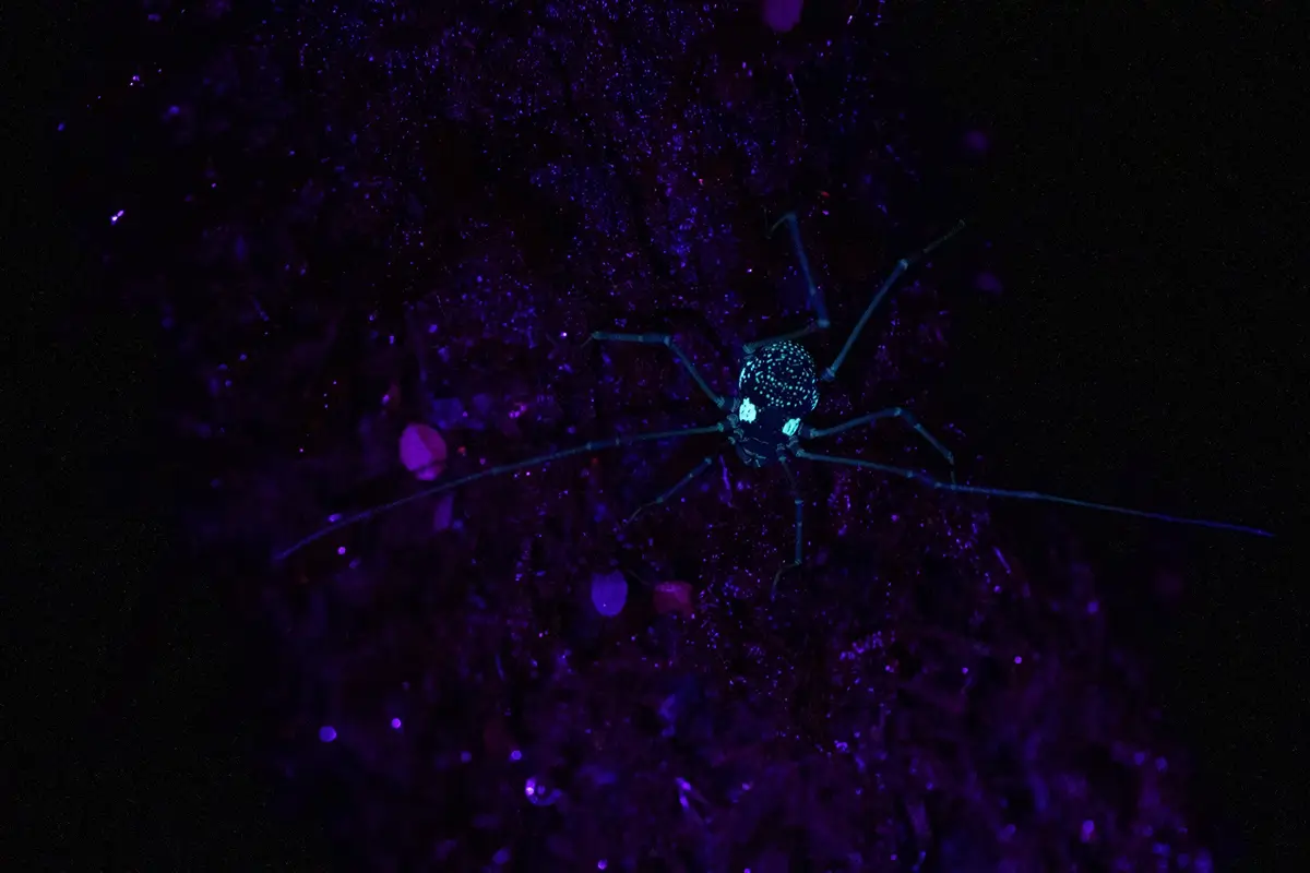 <p>&copy; Eduardo Salvador</p>