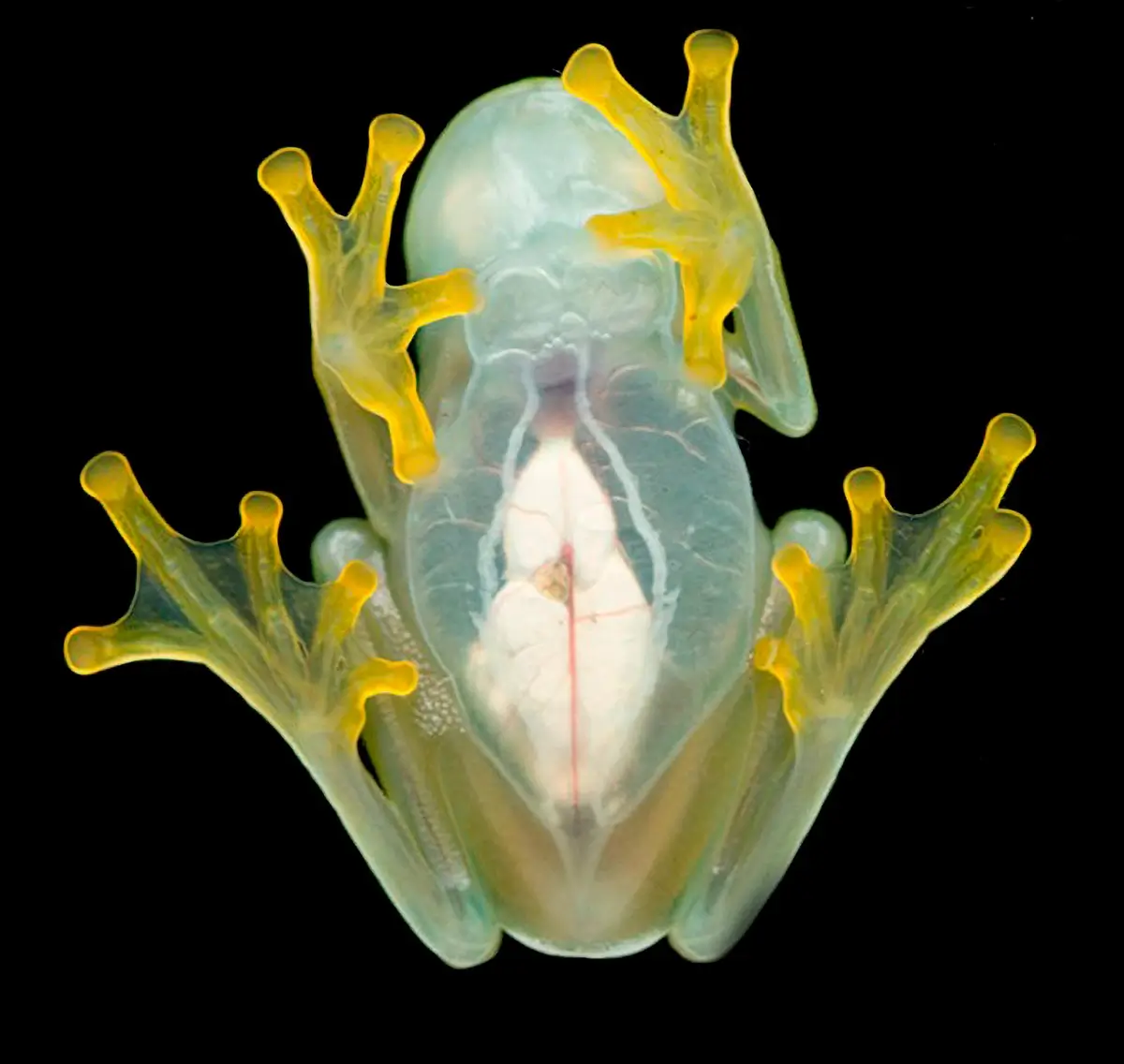 <p>&copy; Eduardo Salvador</p>