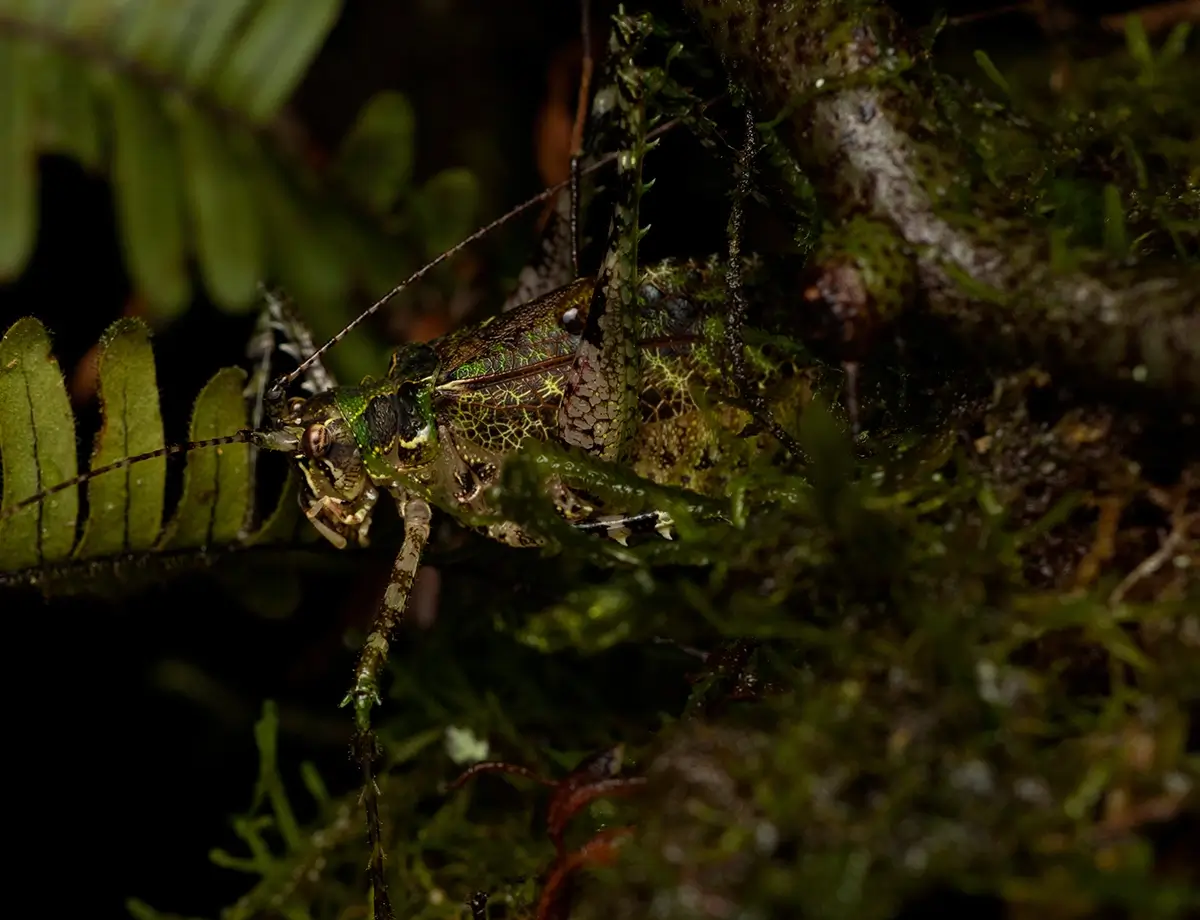 <p>&copy; Eduardo Salvador</p>