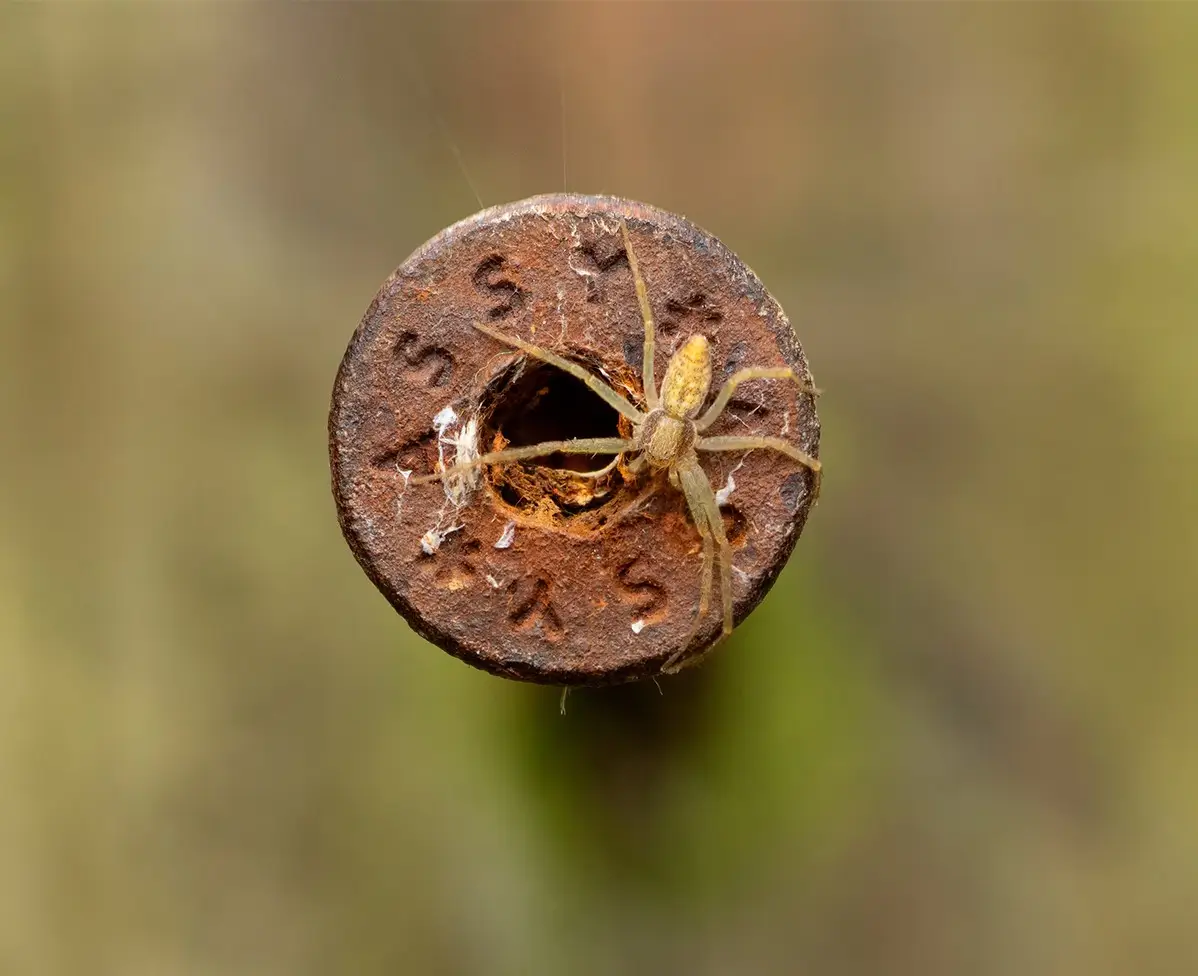 <p>&copy; Eduardo Salvador</p>