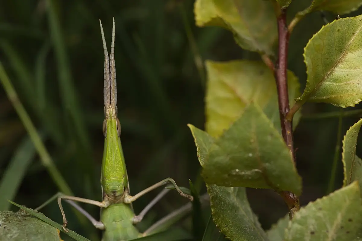 <p>&copy; Eduardo Salvador</p>