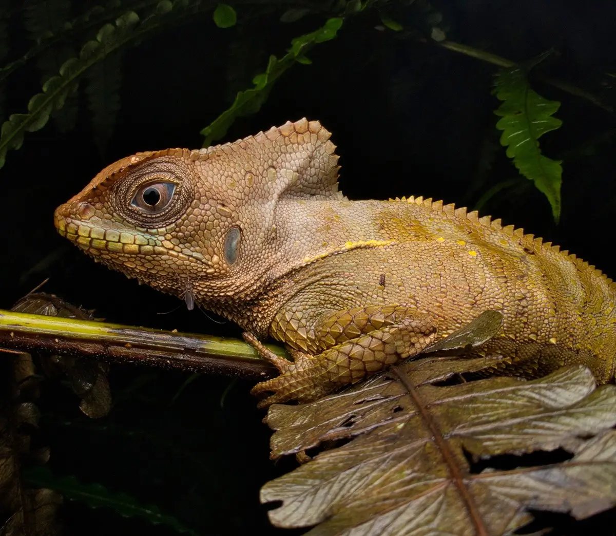 <p>&copy; Eduardo Salvador</p>