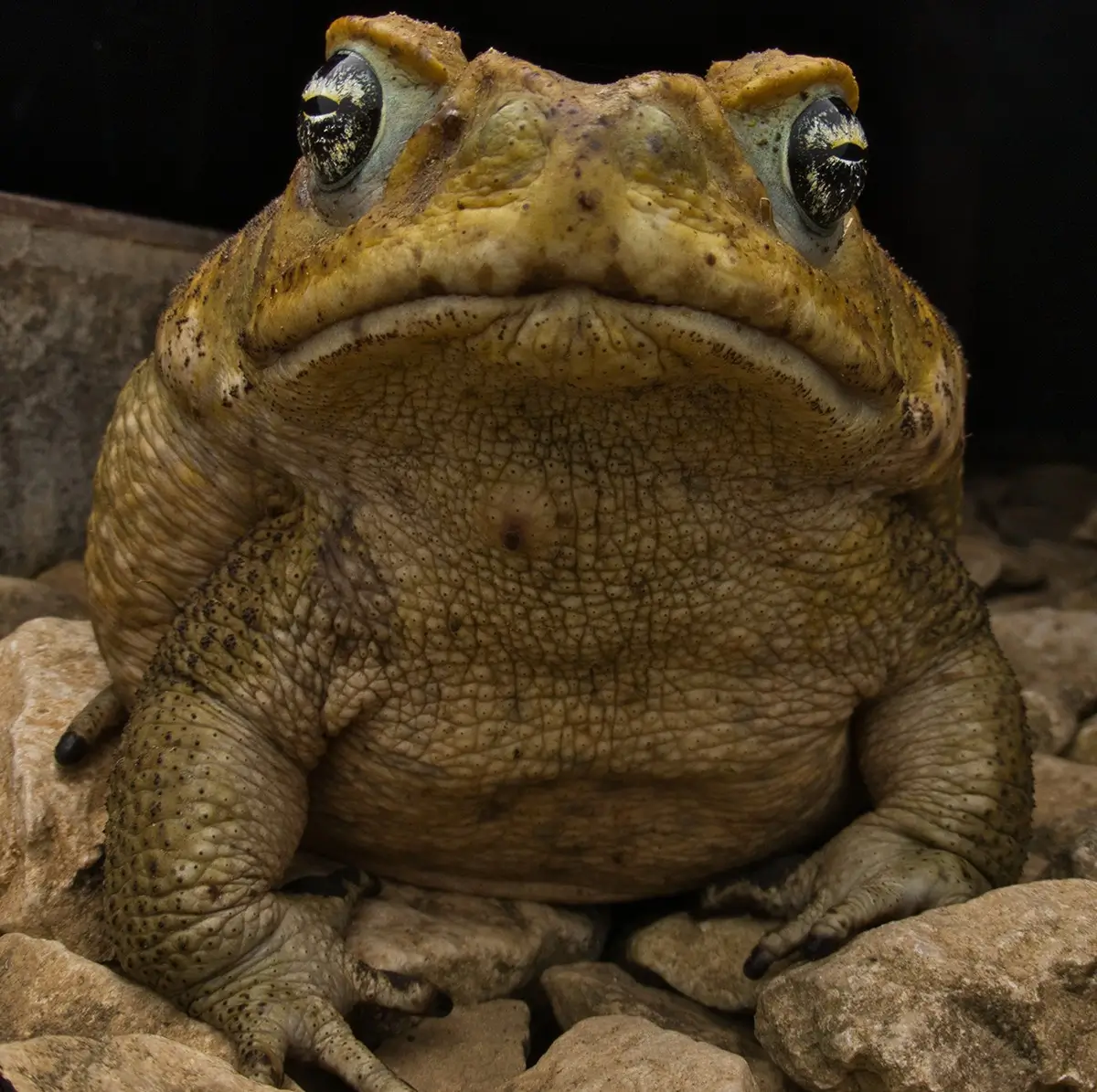 <p>&copy; Eduardo Salvador</p>