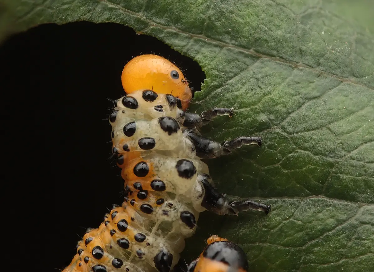 <p>&copy; Eduardo Salvador</p>