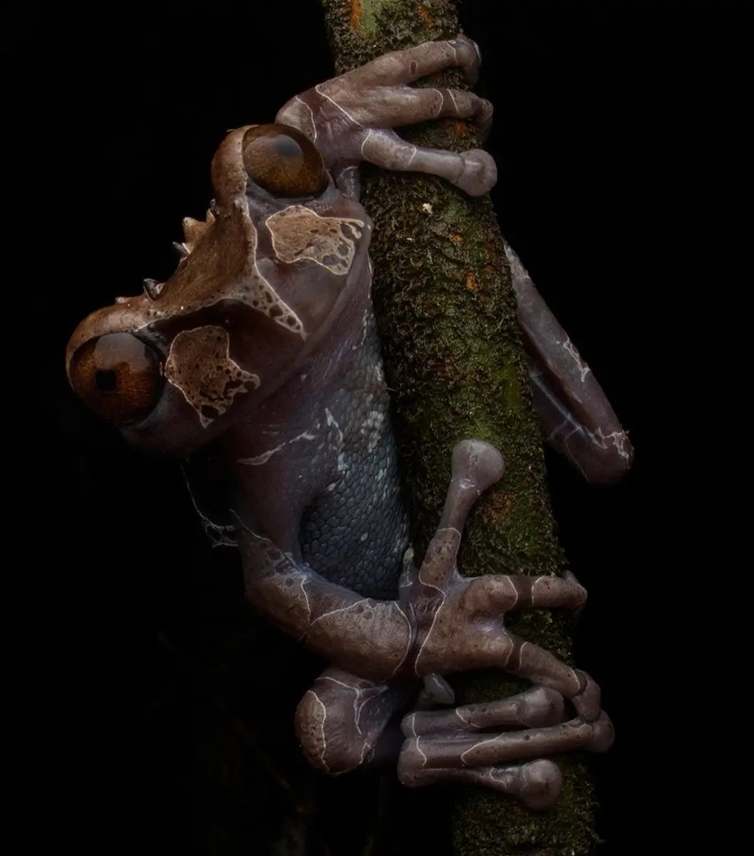 <p>&copy; Eduardo Salvador</p>