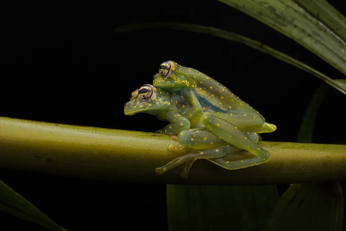 <p>&copy; Eduardo Salvador</p>