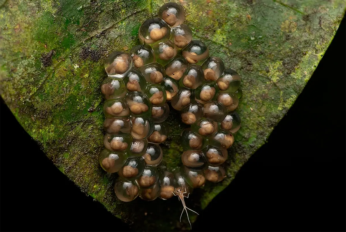 <p>&copy; Eduardo Salvador</p>