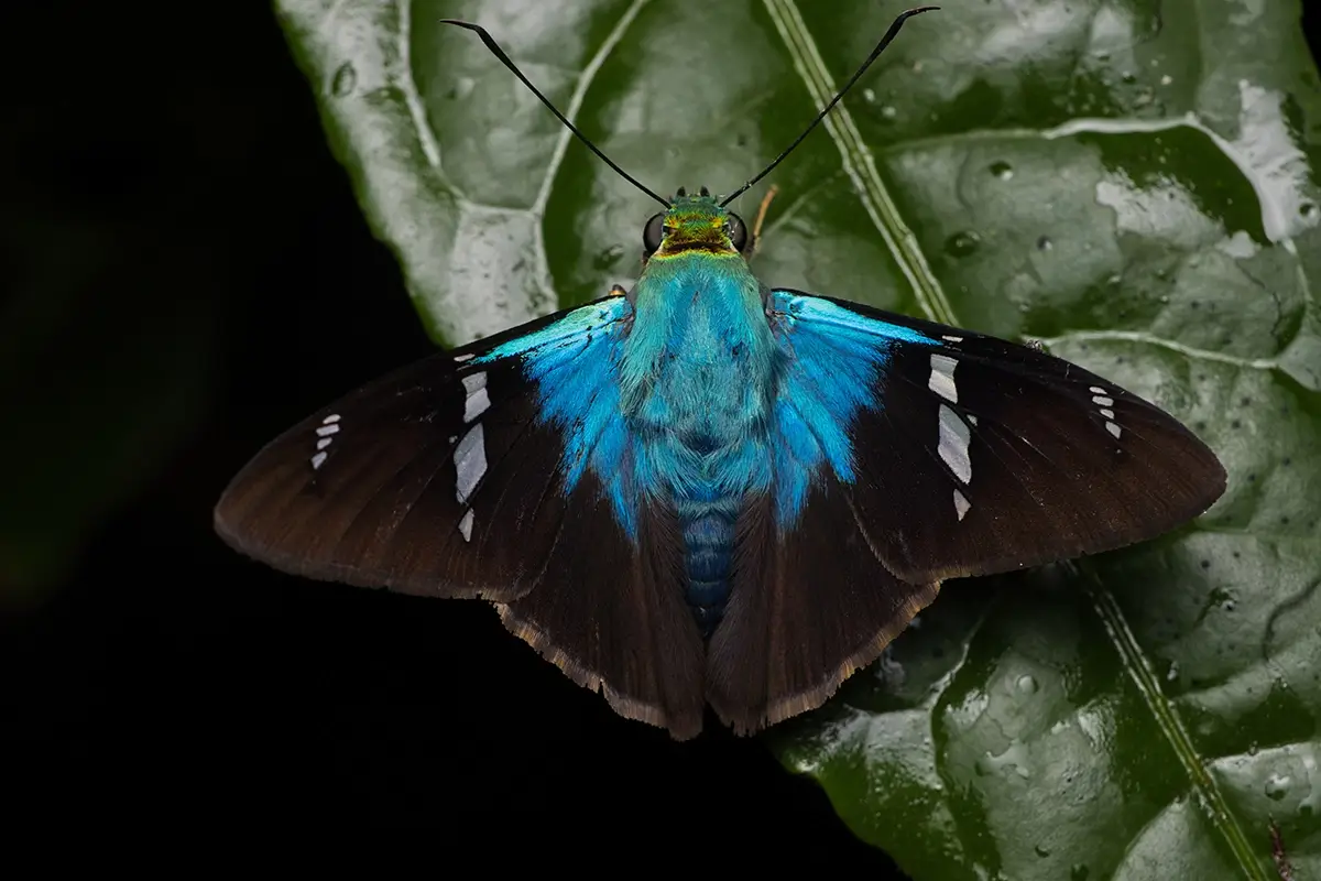 <p>&copy; Eduardo Salvador</p>