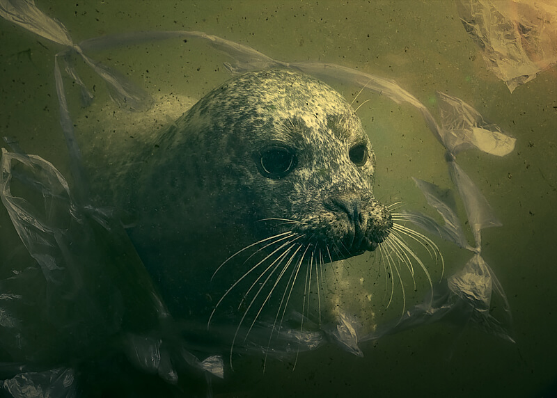 A Plastic Funeral For Scotlands Marine Life<p>© Gavin Smart</p>