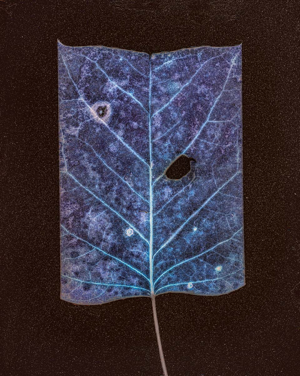 Blue leaf of reddish ground. Leaf Cut #59, poplar, 2019<p>© Gregory Spaid</p>