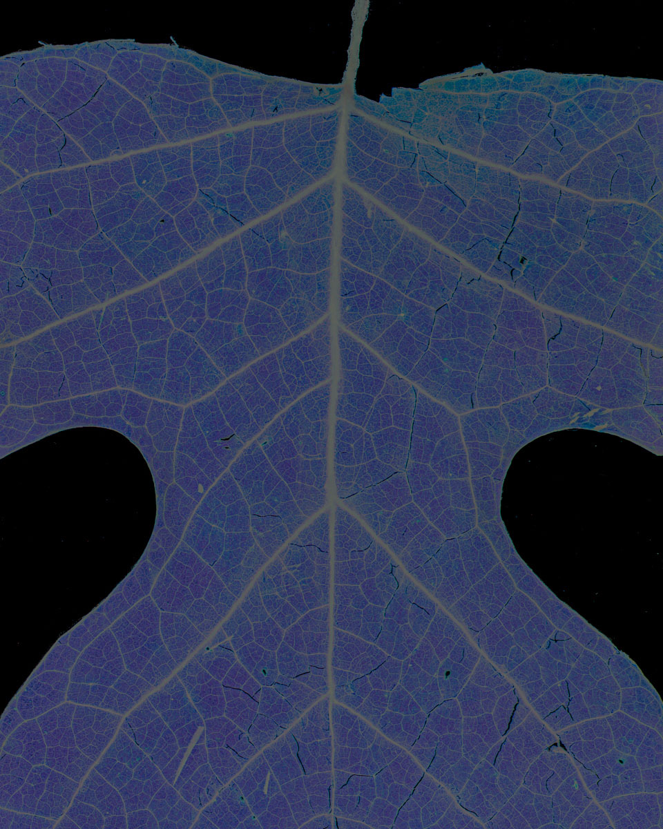 Leaf Cut #27 (poplar), 2018<p>© Gregory Spaid</p>