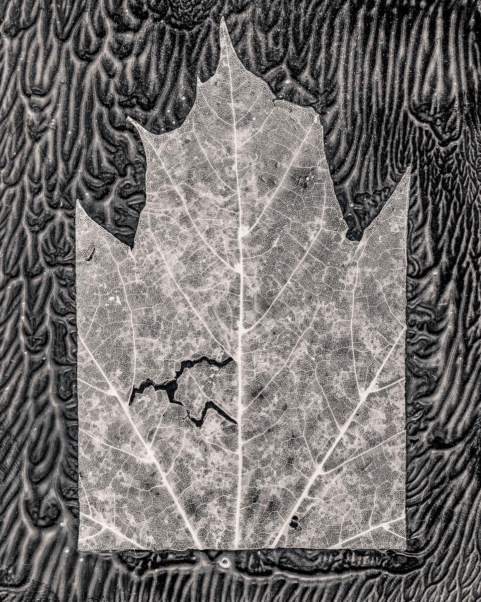 Leaf Cut #1 (maple), 2018<p>© Gregory Spaid</p>