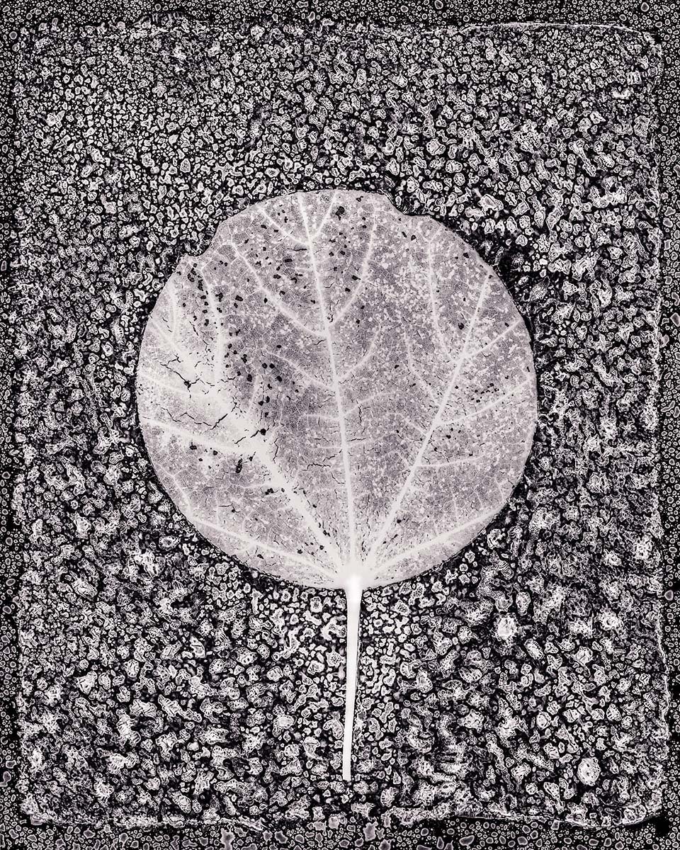 Leaf Cut #10 (maple), 2018<p>© Gregory Spaid</p>