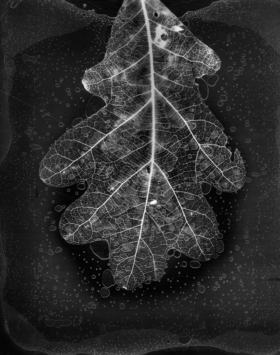 Black and white oak. Leaf Cut #34, oak, 2018<p>© Gregory Spaid</p>