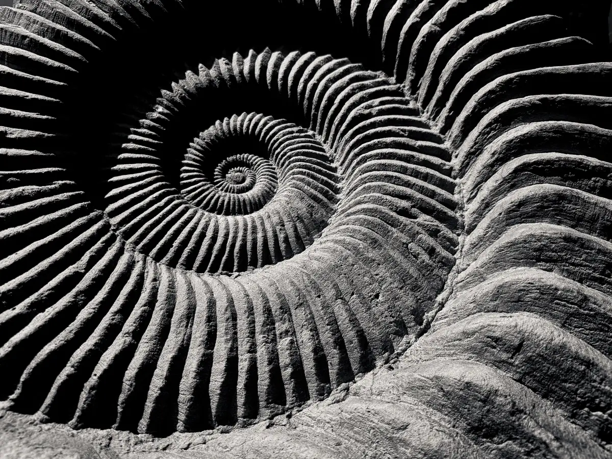 <p>© Jeff Schewe</p>