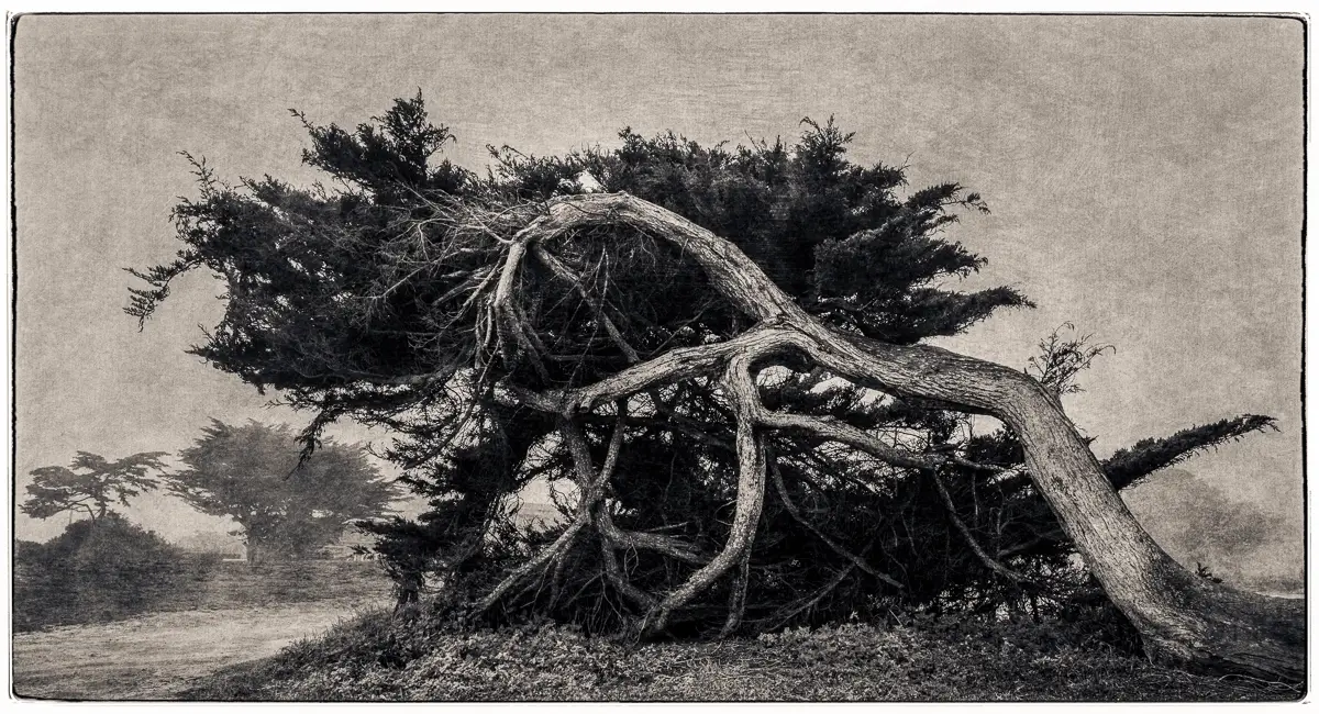 <p>© Jeff Schewe</p>