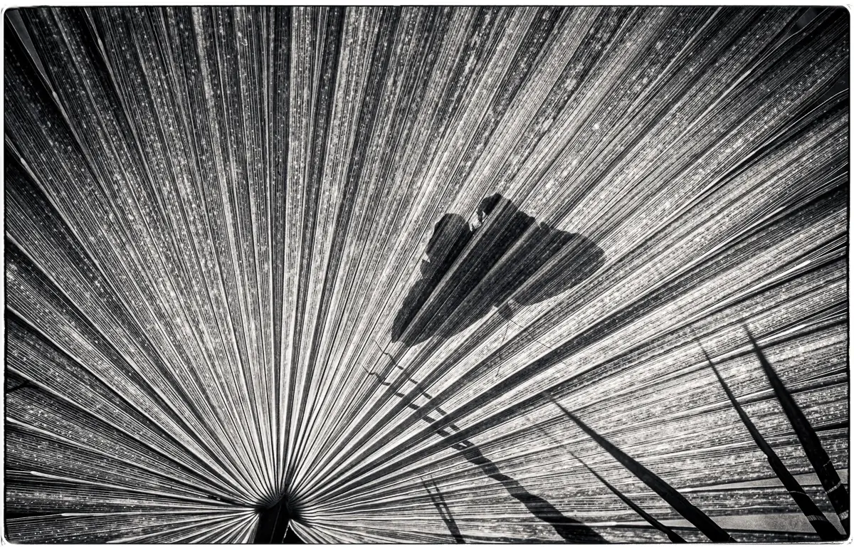 <p>© Jeff Schewe</p>