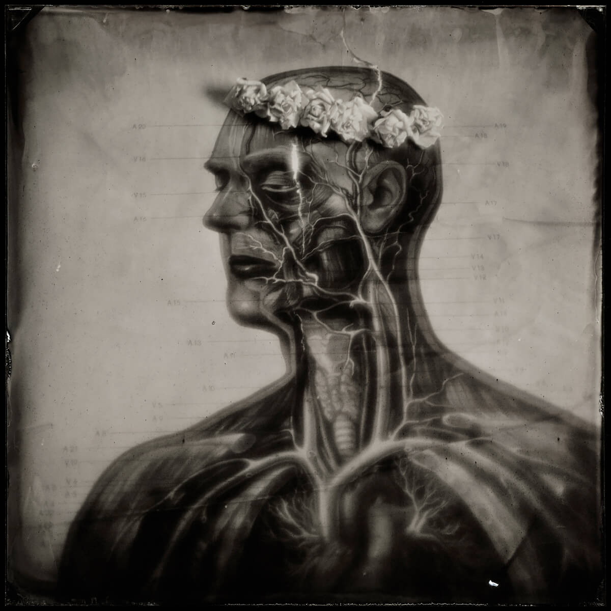 Human Anatomy II 2018<p>© Karoline Schneider</p>