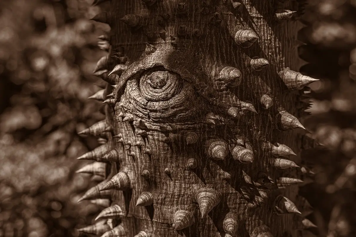 Evil Penny, Secret Garden<p>© Les Schmidt</p>