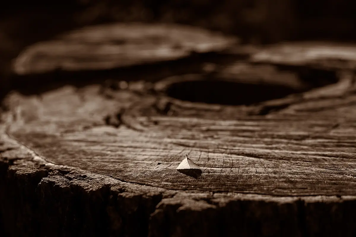 Leaf on Log, Secret Garden<p>© Les Schmidt</p>