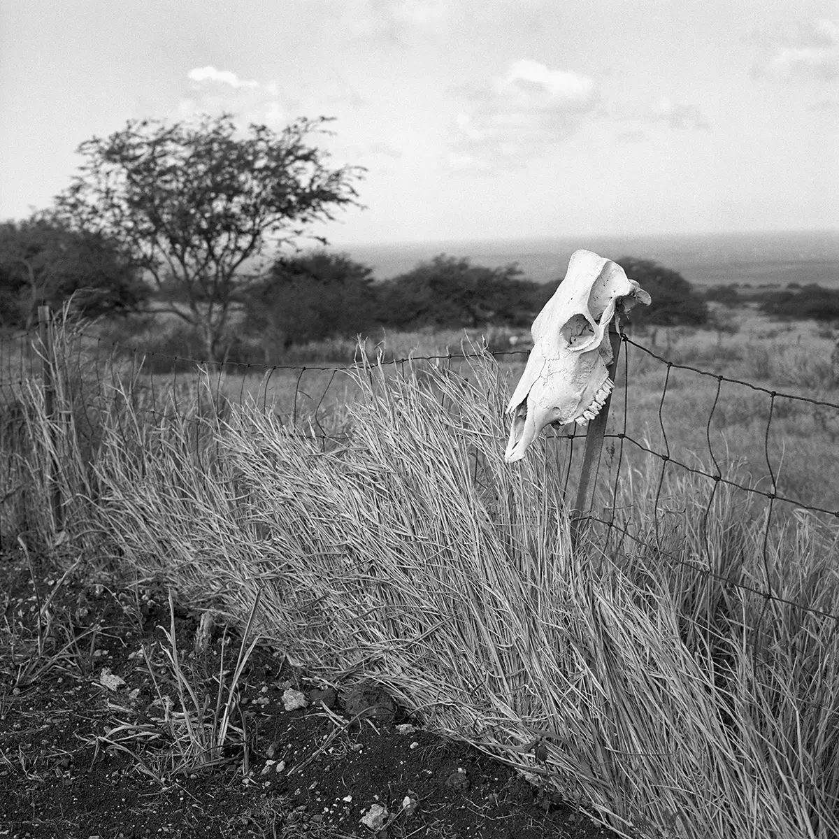 Rider, Oahu<p>© Les Schmidt</p>