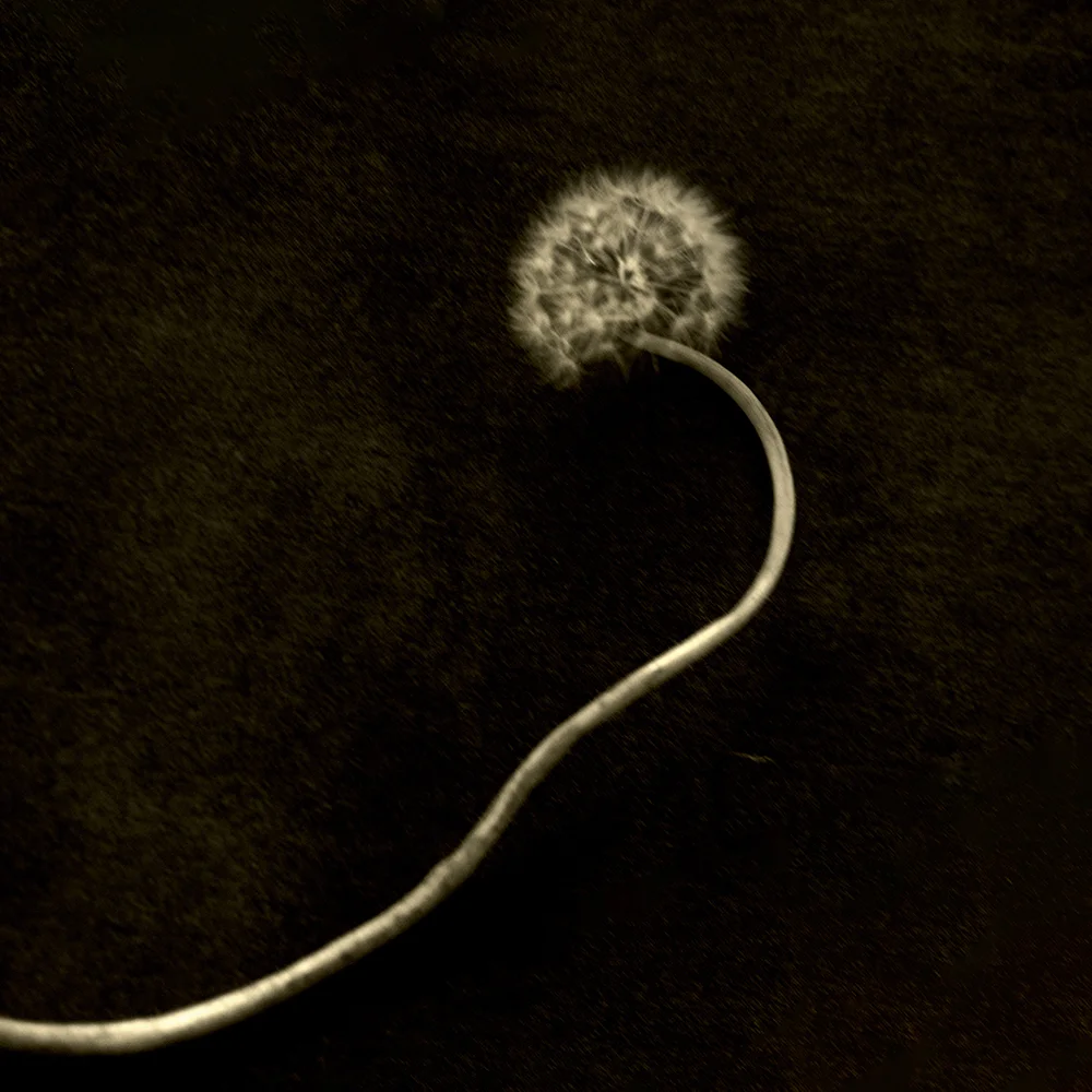 <p>© Marie Sueur</p>